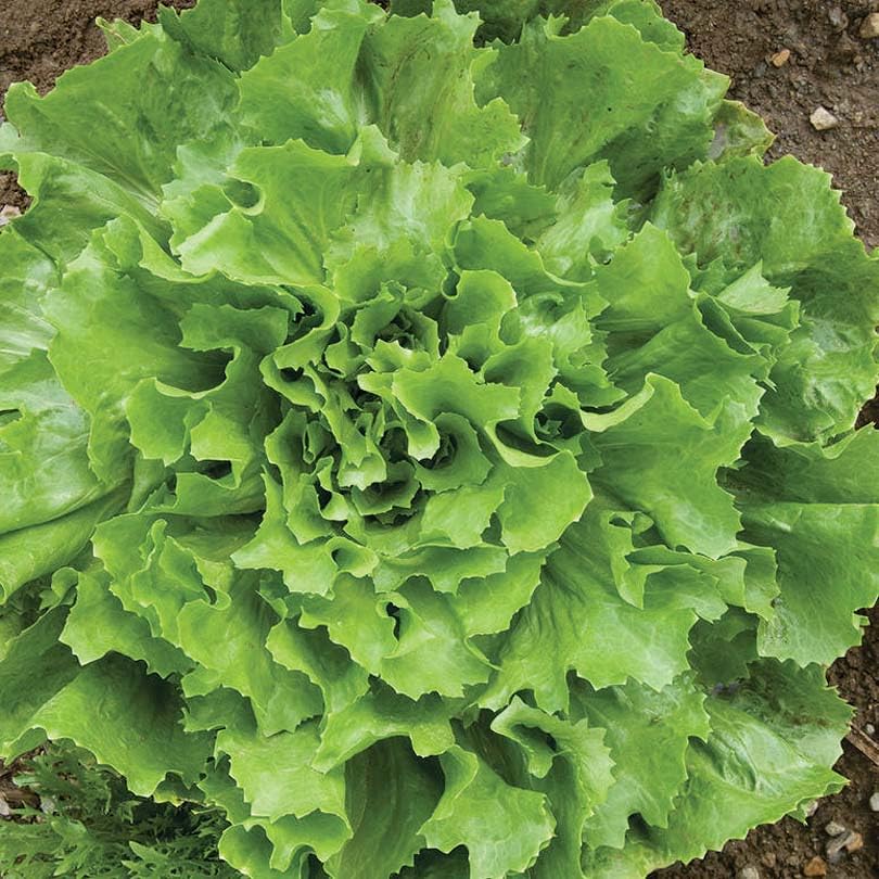 An image of the plant grown with seed for Escarole Natacha Lettuce Seeds - Hardy Heirloom Variety with Tender Leaves & Creamy Hearts, Ideal for Gourmet Salads