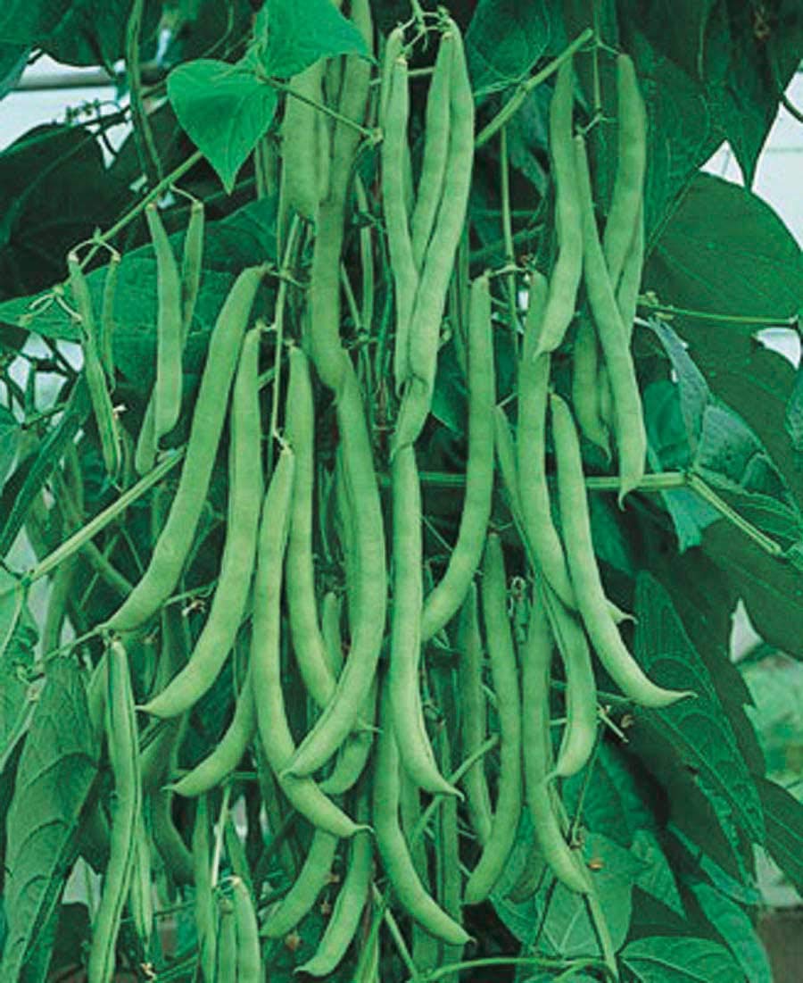 An image of the plant grown with seed for Ken Blue Pole Bean Seeds - Award-Winning Heirloom Variety, Ideal for Trellis Growing, Produces 7-inch Flavorful Pods, Resistant to Cold Shock