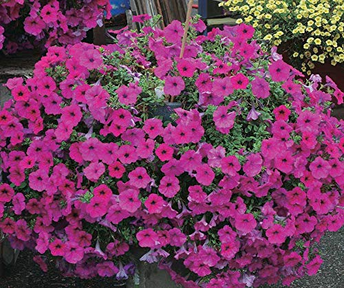 An image of the plant grown with seed for Tidal Wave Purple Petunia Seeds - Vibrant & Profuse Bloomers, Perfect for Containers and Ground Covers, Low Maintenance & Highly Adaptive