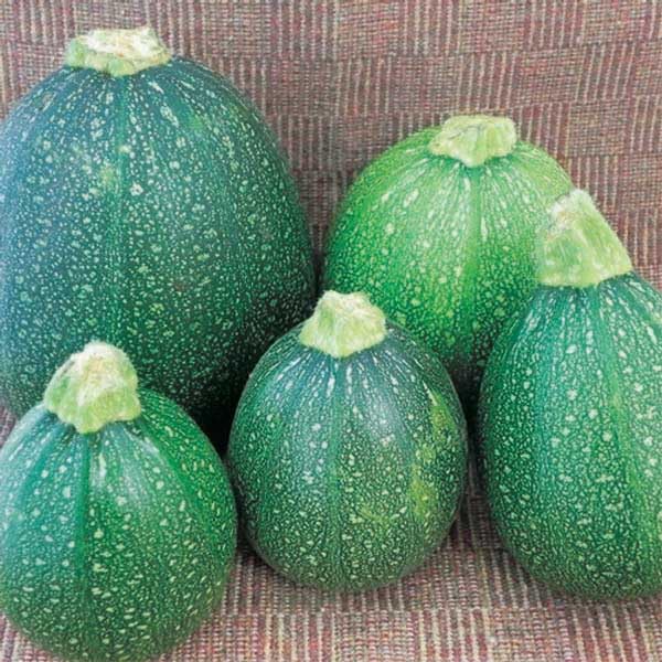 An image of the plant grown with seed for Eight Ball Zucchini Seeds - Round, Glossy Deep Forest-Green Skin, Nutty Buttery Flavor, Perfect for Stuffing & Culinary Creations, Ideal for Home Gardening