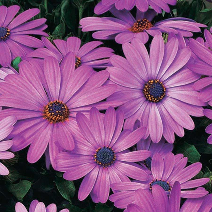 An image of the plant grown with seed for Osteospermum Asti Purple Seeds - Hardy & Resilient, Perfect for Spring and Fall Gardens, Features Vibrant Purple Petals with Blue Centers