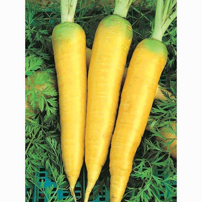 An image of the plant grown with seed for Solar Yellow Carrot Seeds - Sweet & Crunchy, Perfect for Fresh Eating and Cooking, Thrives in Sunny Locations, Non-GMO