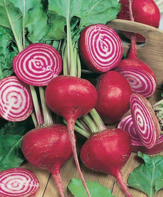 An image of the plant grown with seed for Heirloom Chioggia Beet Seeds - Sweet & Peppery, Perfect for Fresh Salads & Cooking, Striped Stems, Distinctive Purple & White Rings