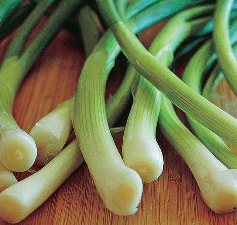 An image of the plant grown with seed for Evergreen White Onion Seeds - Non-Bulbing, Slender Green Stalks, Perfect for Fresh Salads & Garnishes, Hardy & Versatile, Non-GMO