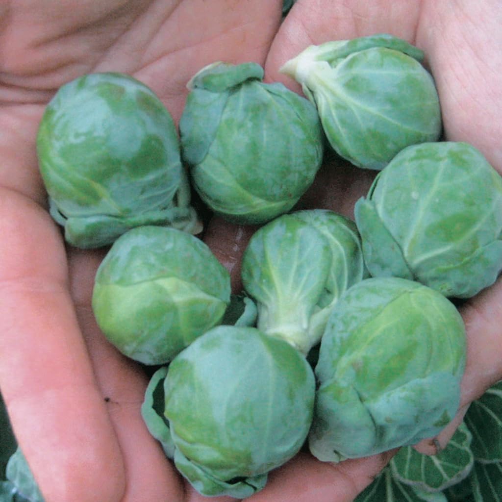 An image of the plant grown with seed for Hestia Brussels Sprouts Seeds - High Sugar Content, Frost Resistant, Ideal for Continuous Harvest, Non-GMO, Perfect for Containers