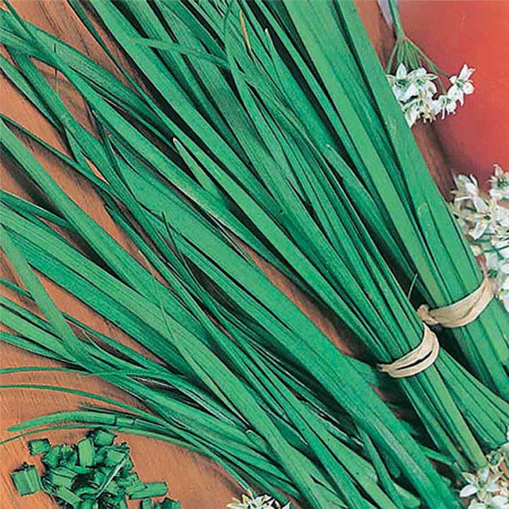 An image of the plant grown with seed for Garlic Chives Seeds - Perennial Herb with Onion-Garlic Flavor, Ideal for Edible Landscaping with Decorative White Flowers