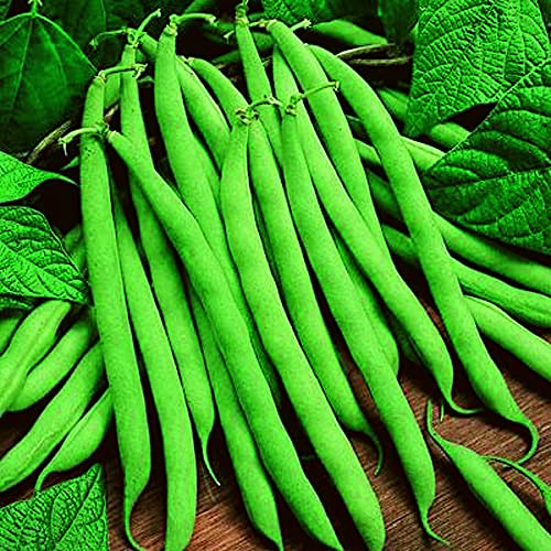 An image of the plant grown with seed for Tendergreen Bean Seeds - Smooth Dark Green, Early and Heavy Yielding, Excellent for Freezing, Non-GMO, Ideal for Home Gardening