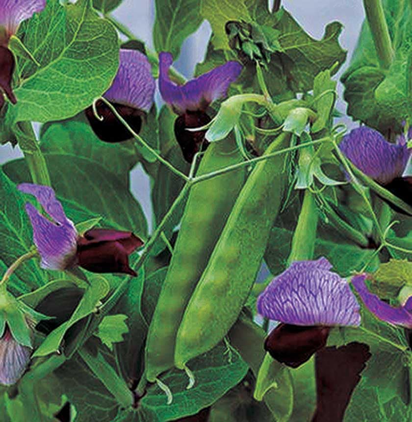 An image of the plant grown with seed for Purple Snow Pea Seeds - Dwarf Plants with Delicate Purple Flowers, Crunchy Green Pods, Ideal for Containers and Garden Rows, Non-GMO
