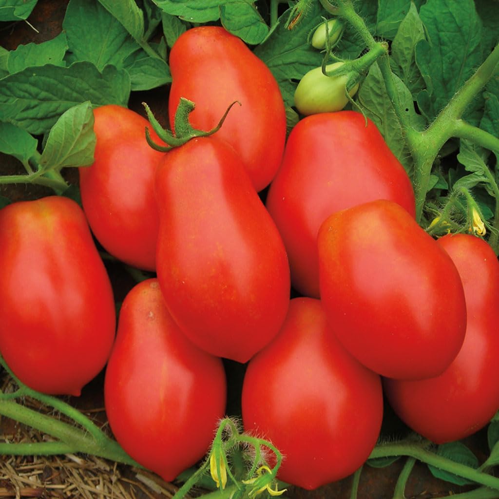 An image of the plant grown with seed for Mamma Mia Tomato Seeds - Meaty & Firm, Perfect for Sauces and Salsas, Staking Type, High Yield, Non-GMO