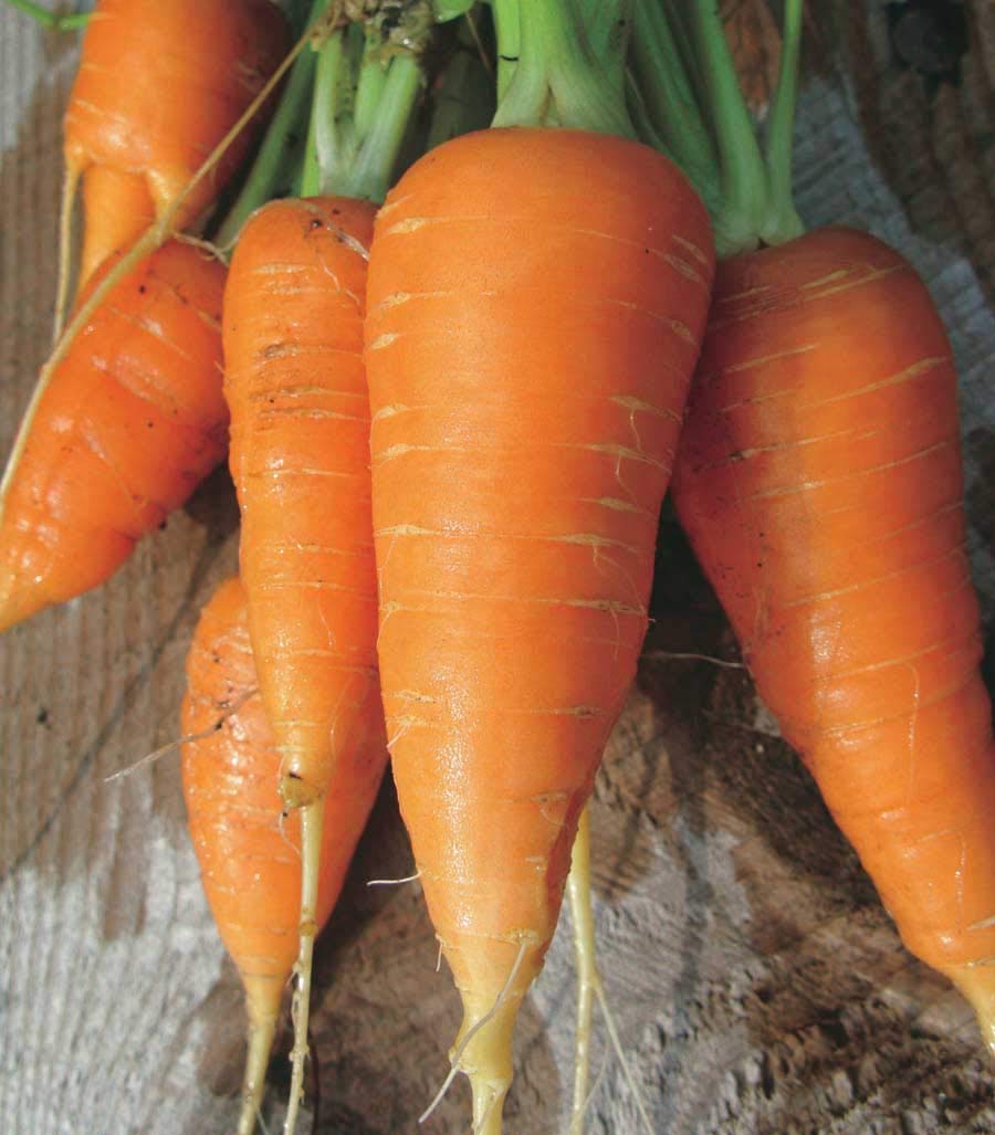 An image of the plant grown with seed for Premium Danvers Carrot Seeds - Deep Orange, Sweet Flavor, Perfect for Clay Soils, Ideal for Storage, Non-GMO, Heirloom Variety