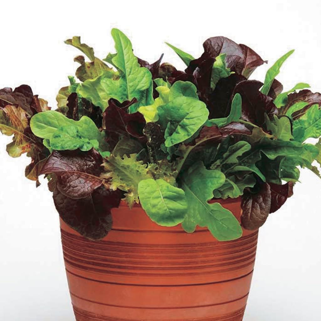 An image of the plant grown with seed for Global Gourmet Lettuce Seeds - Mixed Red & Green Varieties, Perfect for Salads & Stir-Fry, Easy to Grow, Non-GMO, Fast Growing