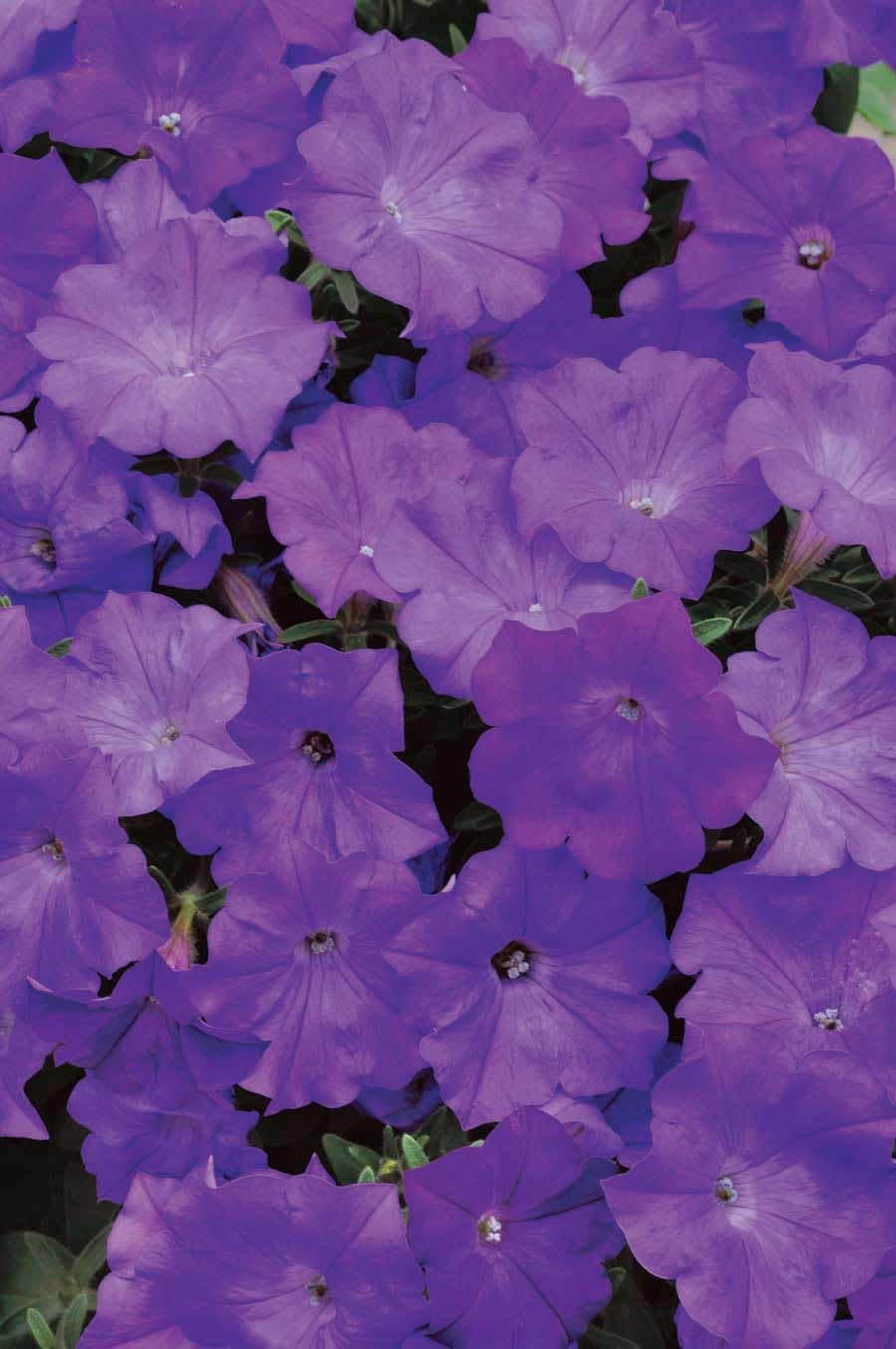 An image of the plant grown with seed for Shock Wave Denim Petunia Seeds - Compact, Self-Cleaning Flowers, Perfect for Containers and Small Gardens, Resilient to Rain