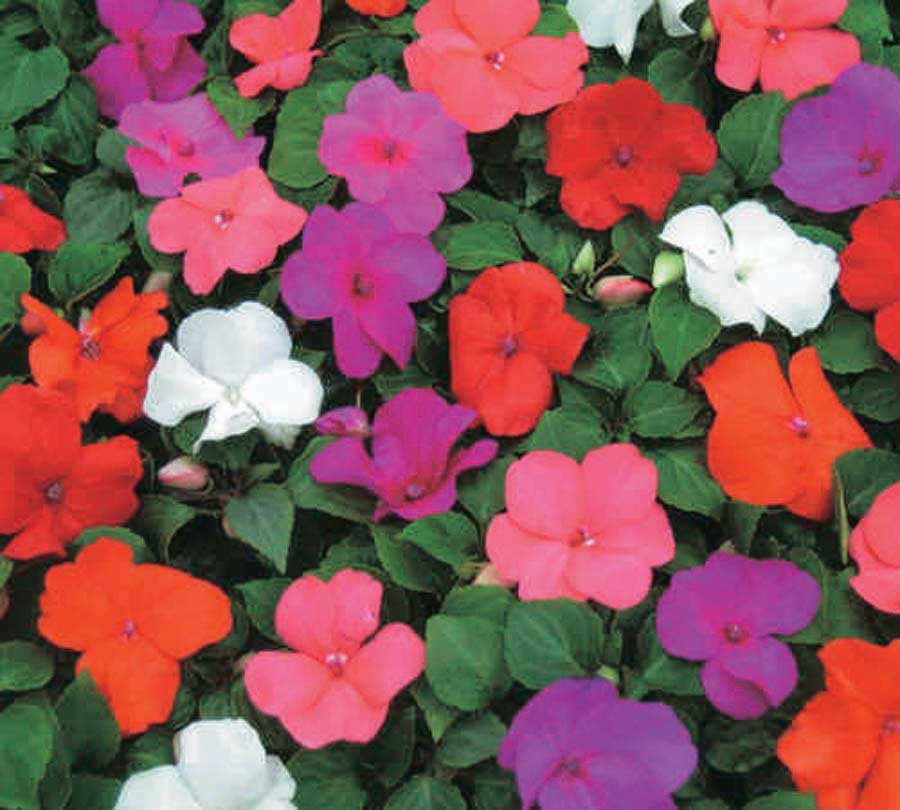 An image of the plant grown with seed for Beacon Impatiens Mix Seeds - Vibrant Long-Lasting Color, Downy Mildew Resistant, Ideal for Shade Gardens and Container Planting