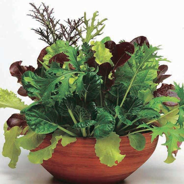 An image of the plant grown with seed for Lettuce City Garden Mix Seeds - Vibrant Red, Light & Dark Green Leaves, Ideal for Urban Gardening, Rich in Vitamins, Non-GMO