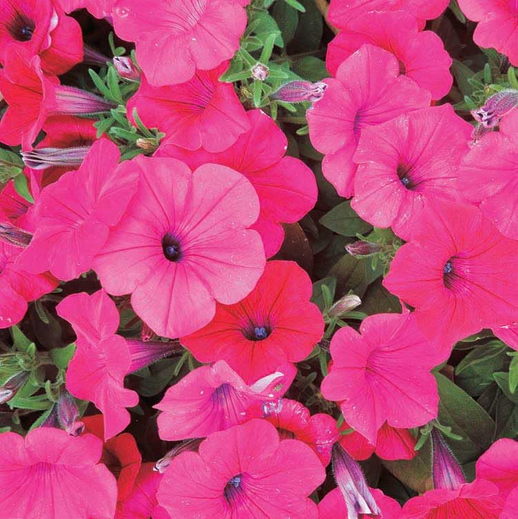 An image of the plant grown with seed for Petunia Tidal Wave Cherry Seeds - Rich Cherry Red Blooms, Ideal for Mass Planting and Containers, Easy Care with No Deadheading, Perfect for Overhanging Garden Walls