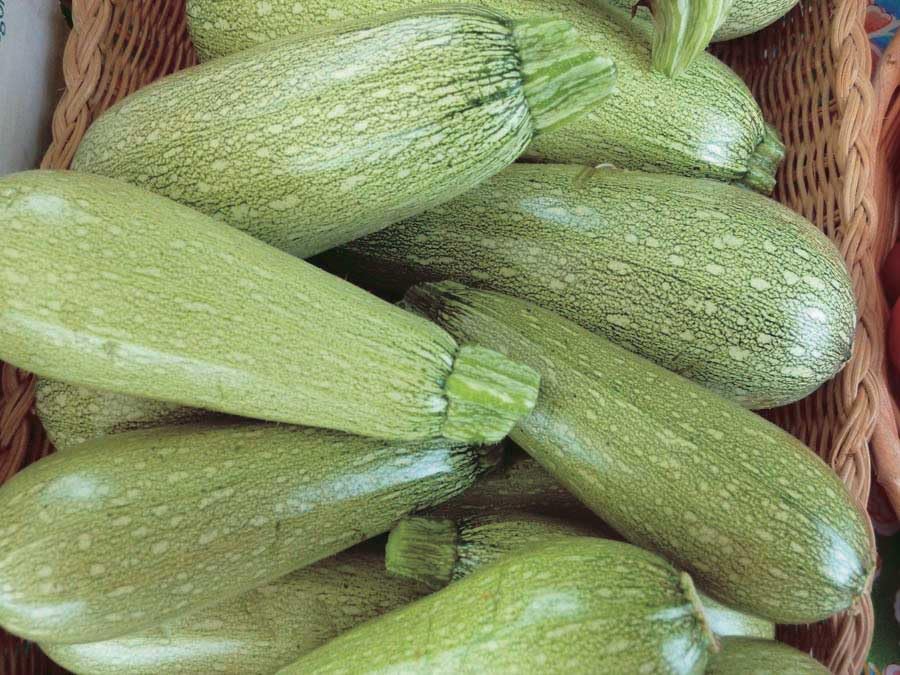 An image of the plant grown with seed for San Isidro Lebanese Zucchini Seeds - Gourmet Grey-Green Squash, Smooth & Speckled, High Yield, Nearly Spineless Plant