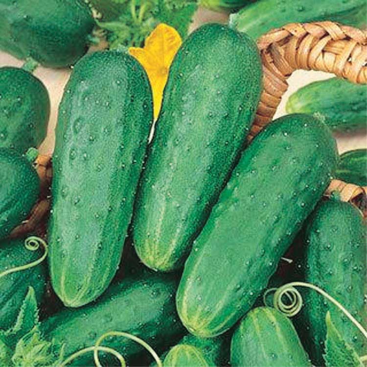 An image of the plant grown with seed for Homemade Pickles Cucumber Seeds - Crisp & Solid, Perfect for Crunchy Pickles, Vine Type, Non-GMO, Ideal for Trellises