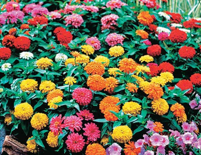 An image of the plant grown with seed for Zinnias Magellan Mix Seeds - Giant Dahlia-Flowered Blooms, Vibrant Colors, Perfect for Garden Borders and Floral Arrangements