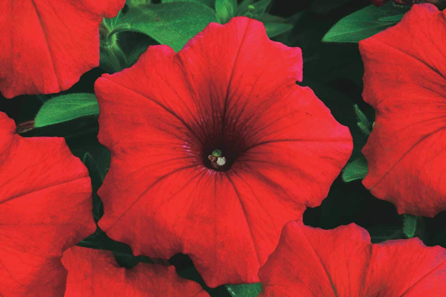 An image of the plant grown with seed for Premium Red Storm Petunia Seeds - Rich Red Blooms, Compact Habit, Resilient, Ideal for Border Gardens and Containers, Non-GMO