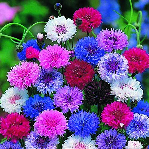 An image of the plant grown with seed for Bach Button Frosty Mix Seeds - Vibrant Blue, Wine-Red, and White Tipped Flowers, Ideal for Cut-Flowers, Perfect for Beds and Borders, Non-GMO