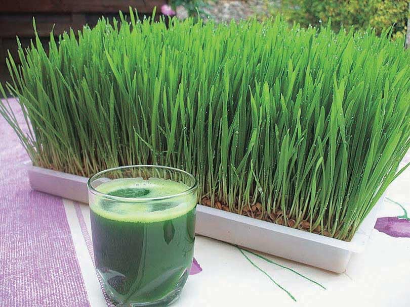 An image of the plant grown with seed for Premium Organic Wheatgrass Seeds - Rich in Vitamins B, C, E, Ideal for Juicing, Sprouting & Milling, Non-GMO, High Germination Rate