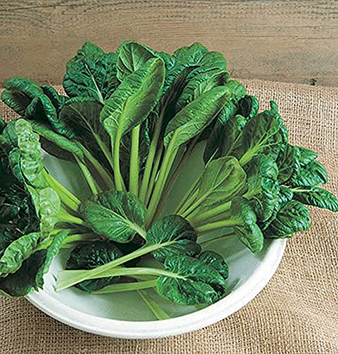 An image of the plant grown with seed for Tatsoi Seeds - Rich in Vitamins A & C, Perfect for Salads, Soups, and Stir Fries, Fast-Growing Leafy Green, Non-GMO, Great for All Seasons