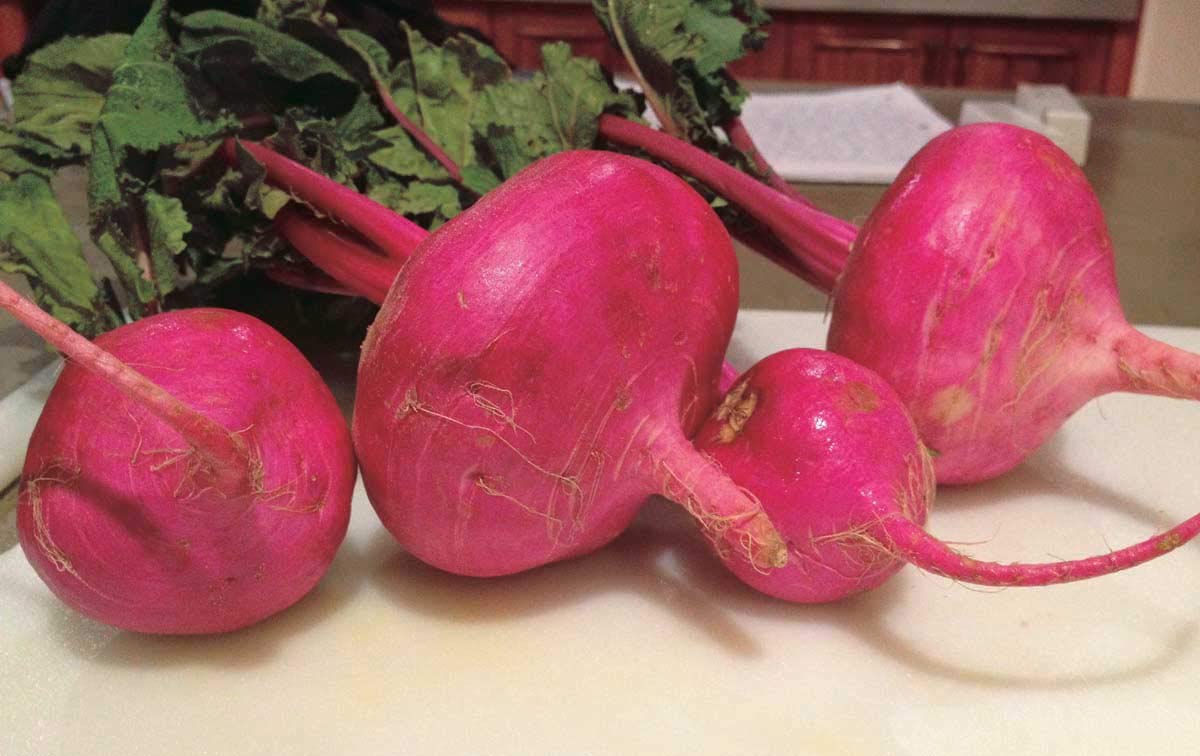 An image of the plant grown with seed for Scarlet Queen Turnip Seeds - Vibrant Red Skin, Sweet & Crisp White Flesh, Perfect for Salads & Roasting, Non-GMO, Fast-Growing