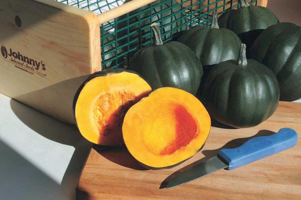 An image of the plant grown with seed for Honey Bear Acorn Squash Seeds - Sweet & Compact, Ideal for Baking, High Yield & Mildew Resistant, Non-GMO