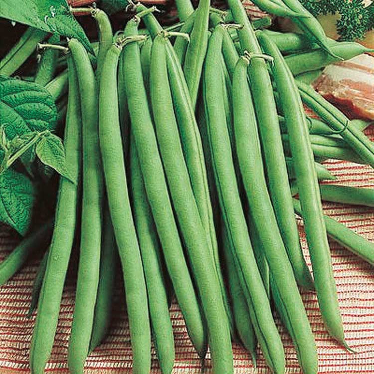 An image of the plant grown with seed for Premium Pole Bean Seeds - Cold Germination & Tender Texture, Long Yielding, Perfect for Fresh Salads, 6-Inch Pods, Supports Needed