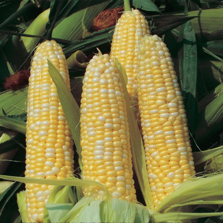 An image of the plant grown with seed for Peaches & Cream Corn Seeds - Heirloom, Bi-Color Kernels, Sweet and Tender, Ideal for Fresh Eating, Cold Tolerant