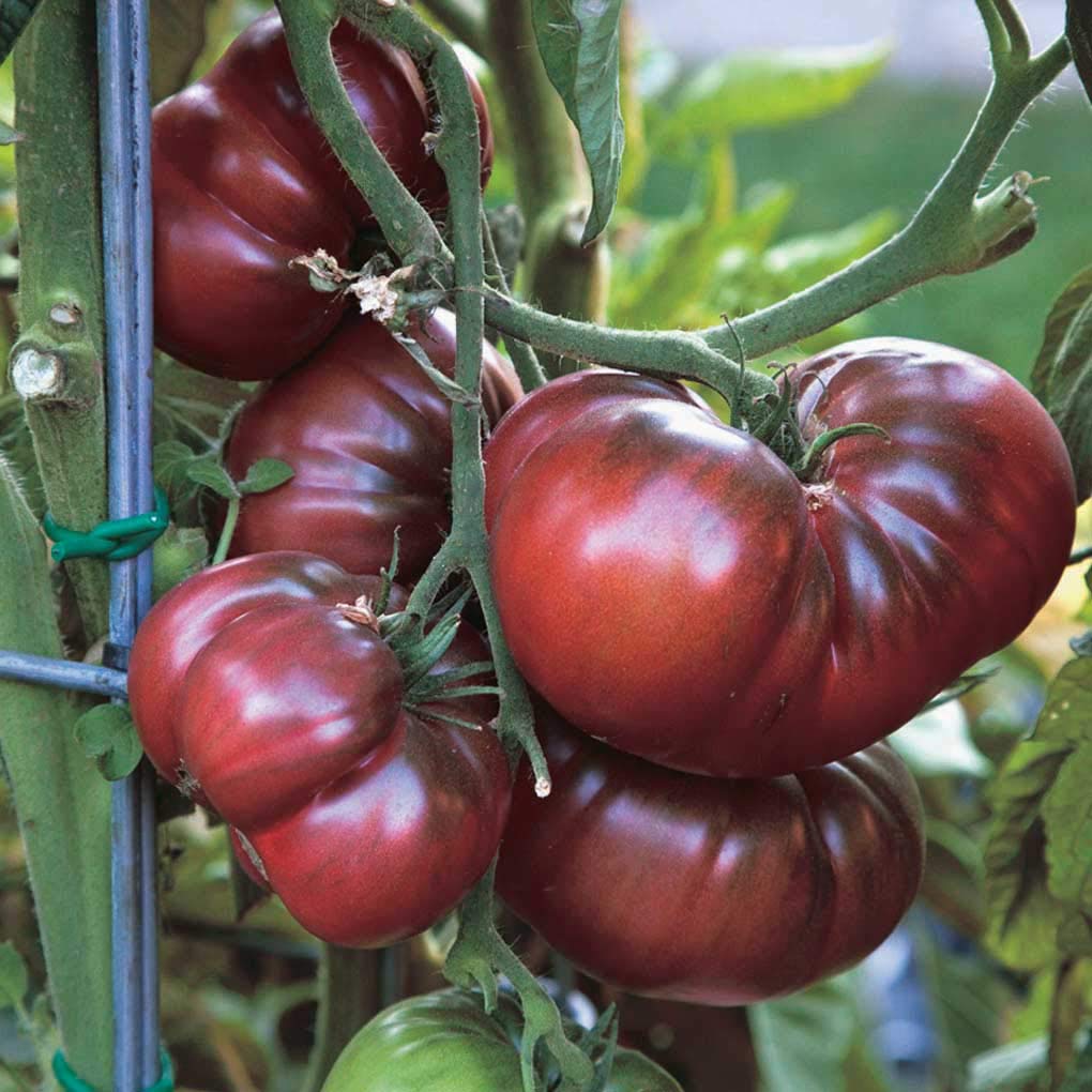 An image of the plant grown with seed for Black Krim Tomato Seeds - Rich & Tangy Flavor, Heat-Tolerant, Ideal for Gourmet Cooking, Non-GMO, Heirloom Variety from Russia