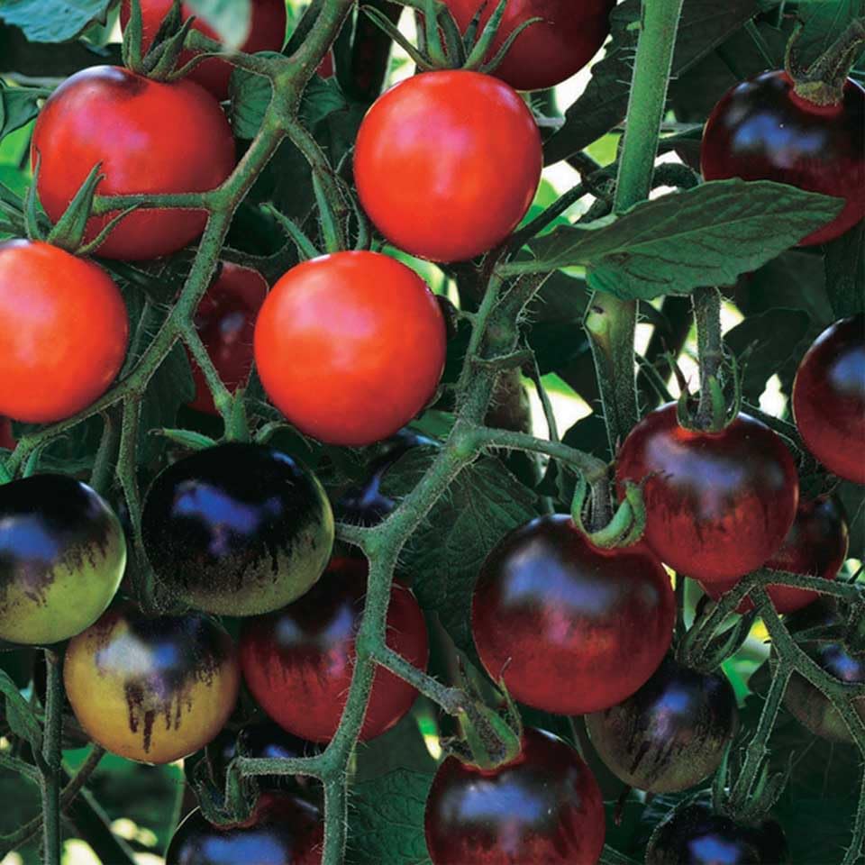 An image of the plant grown with seed for Midnight Snack Cherry Tomato Seeds - Exotic Black-Purple Gloss, High in Anthocyanins, Flavorful & Balanced, Perfect for Salads, Non-GMO