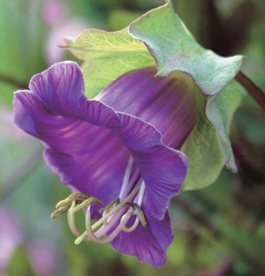 An image of the plant grown with seed for Cobaea Purple Climbing Vine Seeds - Exquisite Cup-Shaped Blossoms, Rapid Growth, Ideal for Trellises and Arbors, Non-GMO