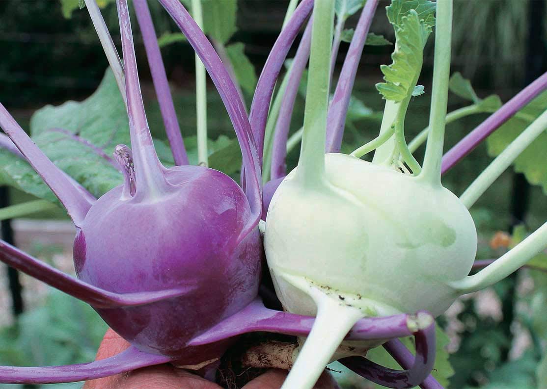 An image of the plant grown with seed for Early Purple Vienna Kohlrabi Seeds - Ideal for Salads & Sautes, Fast-Growing, Rich in Flavor, Non-GMO, Adaptable to Various Climates