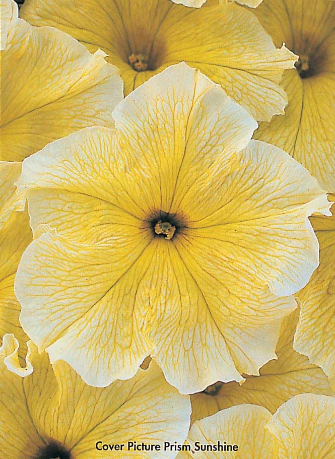 An image of the plant grown with seed for Prism Sun Petunia Seeds - Rare Yellow Blooms with Dark Veins, Large Ruffled Flowers, Perfect for Vibrant Summer Gardens, Non-GMO