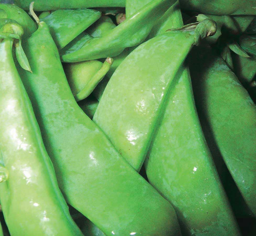 An image of the plant grown with seed for Snow Dwarf Sugar Pea Seeds - Edible & Sweet Pods, Ideal for Stir-Fries and Salads, Quick Growing, Suitable for Small Gardens