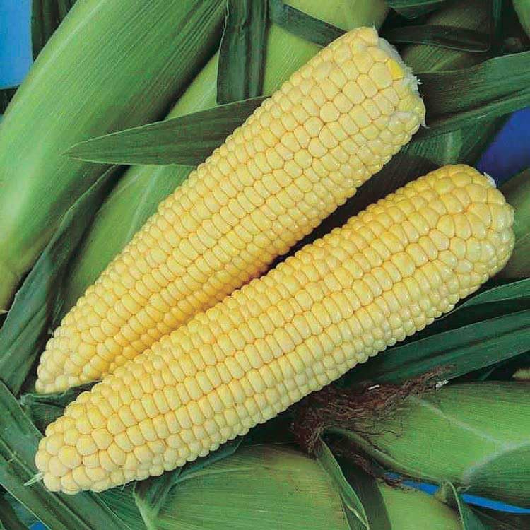 An image of the plant grown with seed for Honey Select Sweet Corn Seeds - Tender & Extra Sweet, All-America Selection Winner, Ideal for Fresh Eating, Non-GMO