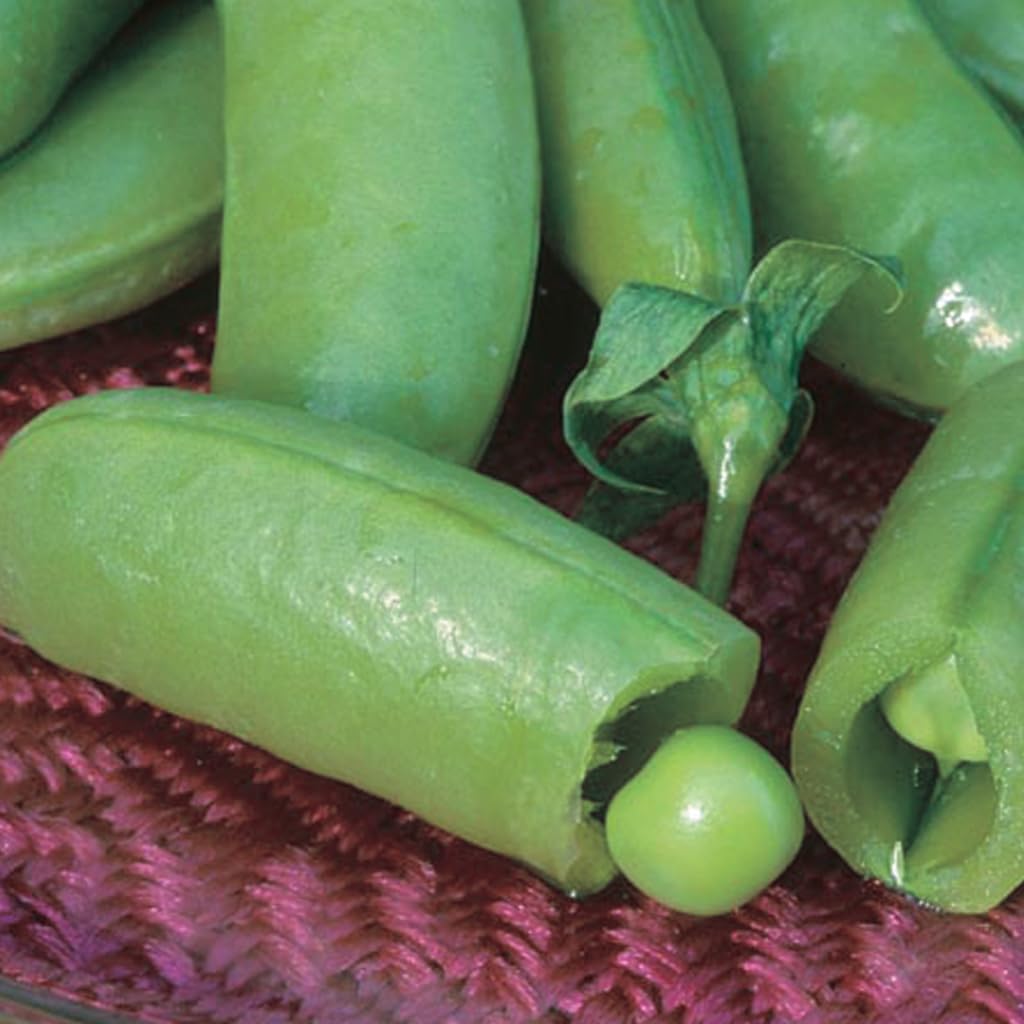 An image of the plant grown with seed for Super Sugar Snap Pea Seeds - Plump & Sweet Pods, Perfect for Raw Eating, Salads & Stir-Fries, Hardy & High Yield, Non-GMO
