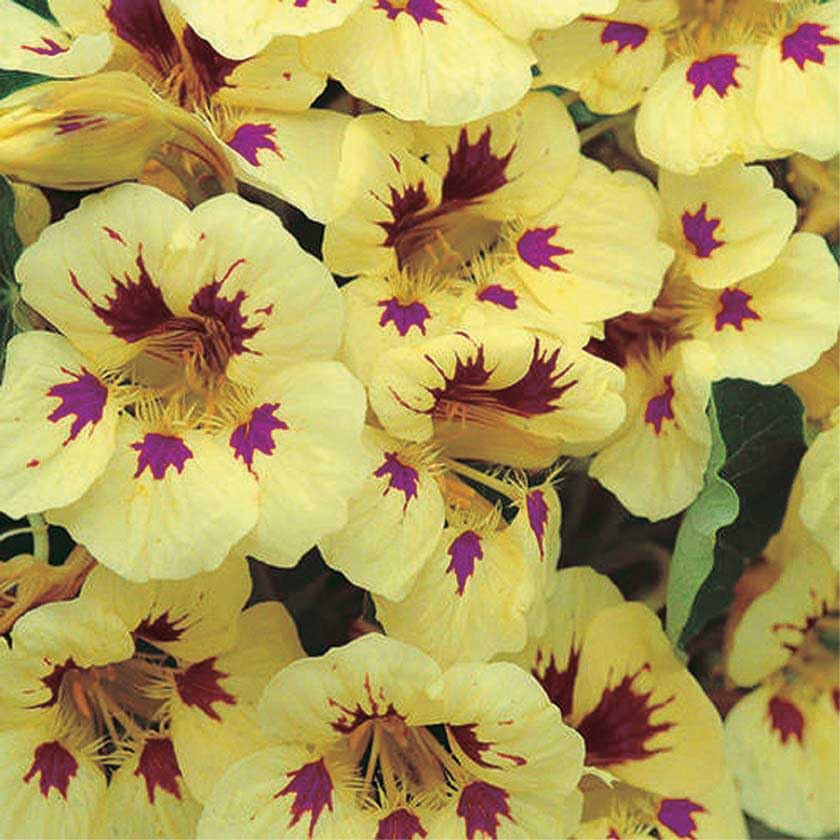 An image of the plant grown with seed for Nasturtium Cream Purple Spot Seeds - Dwarf Bushy Plants, Creamy Yellow Blooms with Purple Markings, Edible Flowers, Ideal for Containers & Small Gardens