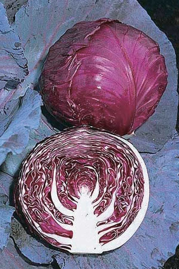 An image of the plant grown with seed for Red Jewel Cabbage Seeds - Vibrant Garnet Color, Large Hearts, Crisp Texture, Ideal for Cool Weather Gardens, Non-GMO