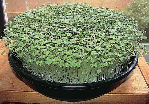An image of the plant grown with seed for Micro Green Salad Mix Seeds - Peas, Fava Beans, Buckwheat & Sunflower Blend, Ideal Lettuce Replacement, Thrives in Winter, Non-GMO