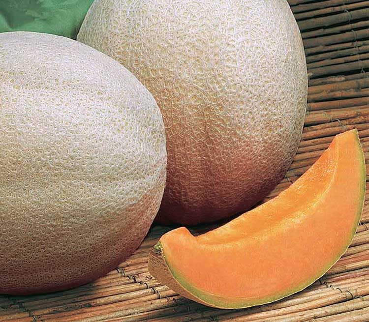 An image of the plant grown with seed for Aphrodite Muskmelon Seeds - Athena-Type, Large & Sweet, Salmon-Colored Flesh, Stores Well, Perfect for Fresh Eating and Desserts, Non-GMO