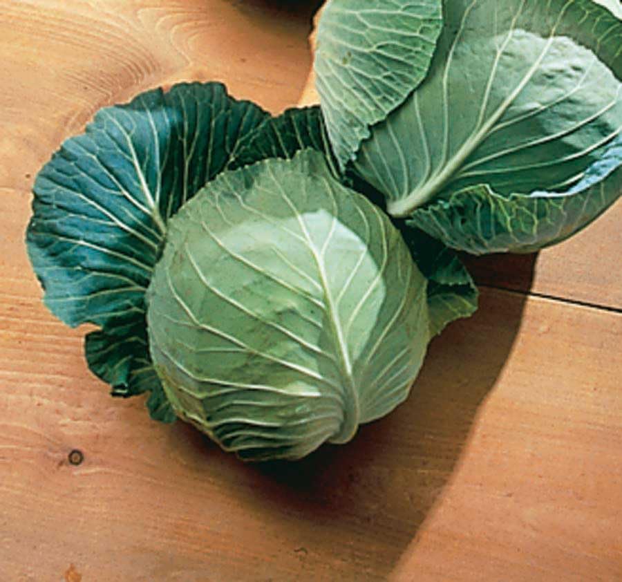 An image of the plant grown with seed for Golden Cross Cabbage Seeds - Early Maturing, Compact Growth, Ideal for Continuous Harvest, Heirloom Variety, Non-GMO