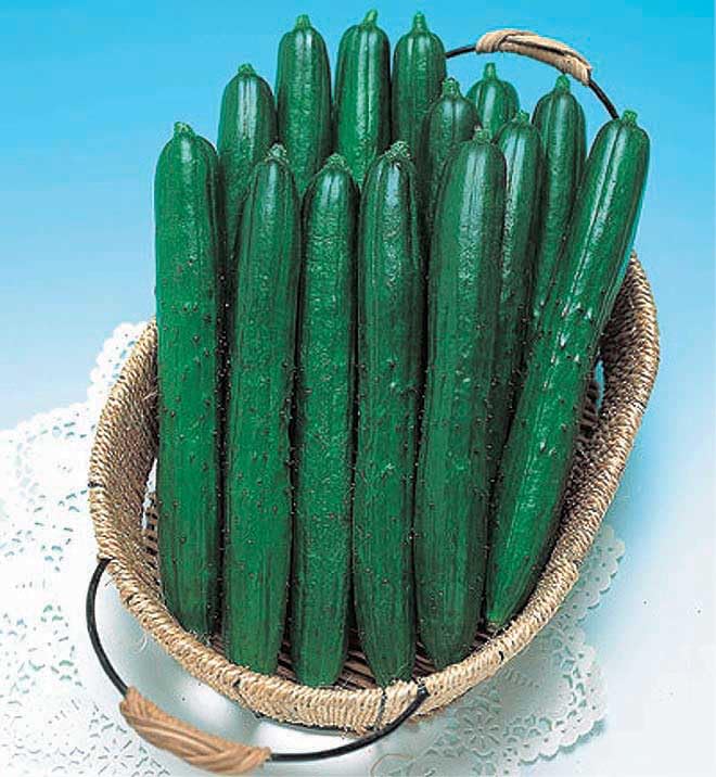 An image of the plant grown with seed for Summer Dance Cucumber Seeds - Crisp & Sweet Japanese Variety, Excellent for Trellis Planting, Glossy Green, Non-GMO