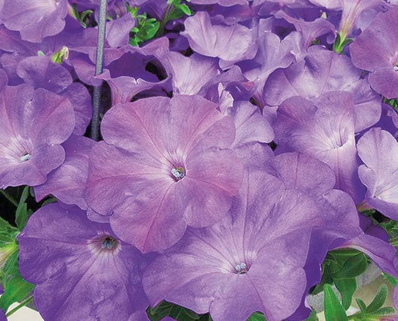 An image of the plant grown with seed for Petunia EW Lavender Sky Blue Seeds - Compact & Colorful, Ideal for Tight Spaces and Containers, Blooms Vibrantly Throughout Summer, Easy to Grow