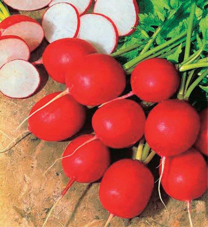 An image of the plant grown with seed for Fireball Radish Seeds - Vibrant Dark Red, Round & Crisp, Ideal for Cool Weather Planting, Perfect for Salads & Snacking, Non-GMO