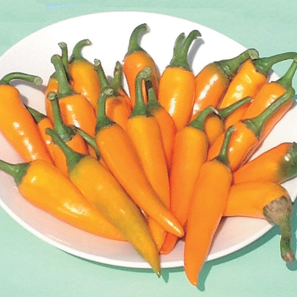 An image of the plant grown with seed for Mike's Hot Heirloom Pepper Seeds - Medium-Sized, Extreme Heat, Green to Orange Chilis, Ideal for Spicy Foods and Home Gardening, Non-GMO