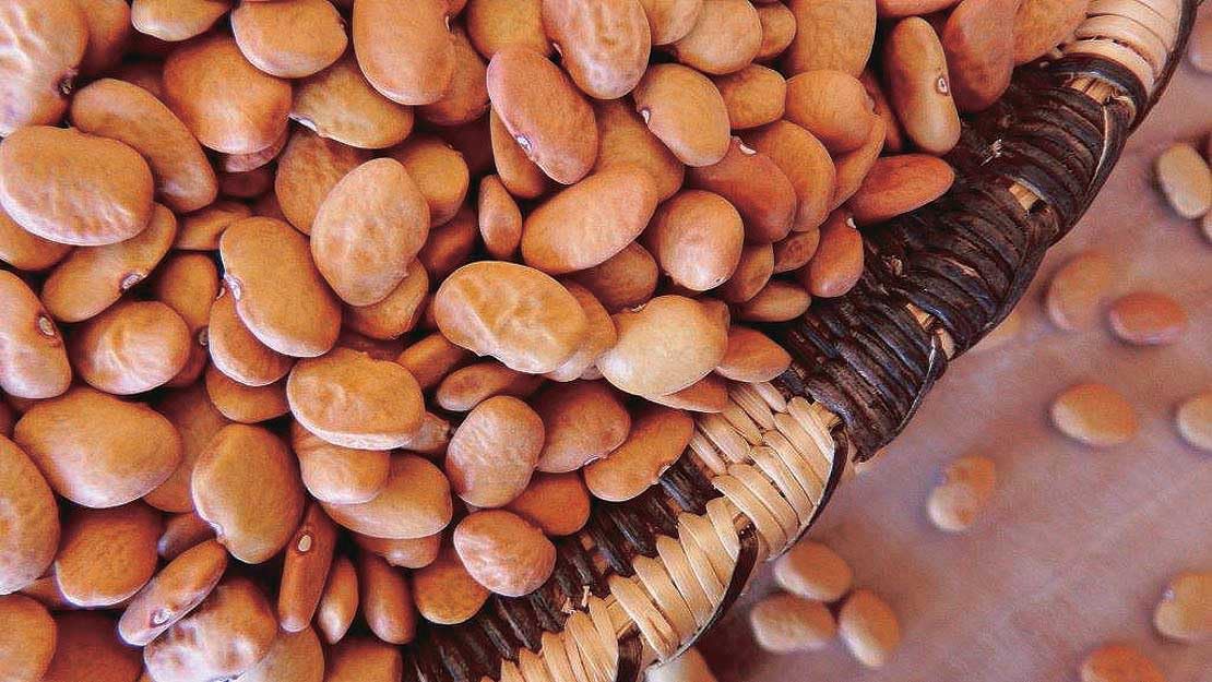 An image of the plant grown with seed for Tepary Brown Bean Seeds - Heirloom, High Protein Fiber, Drought-Resistant, Nutty Flavor, Perfect for Soups, Salads & Dips, Non-GMO