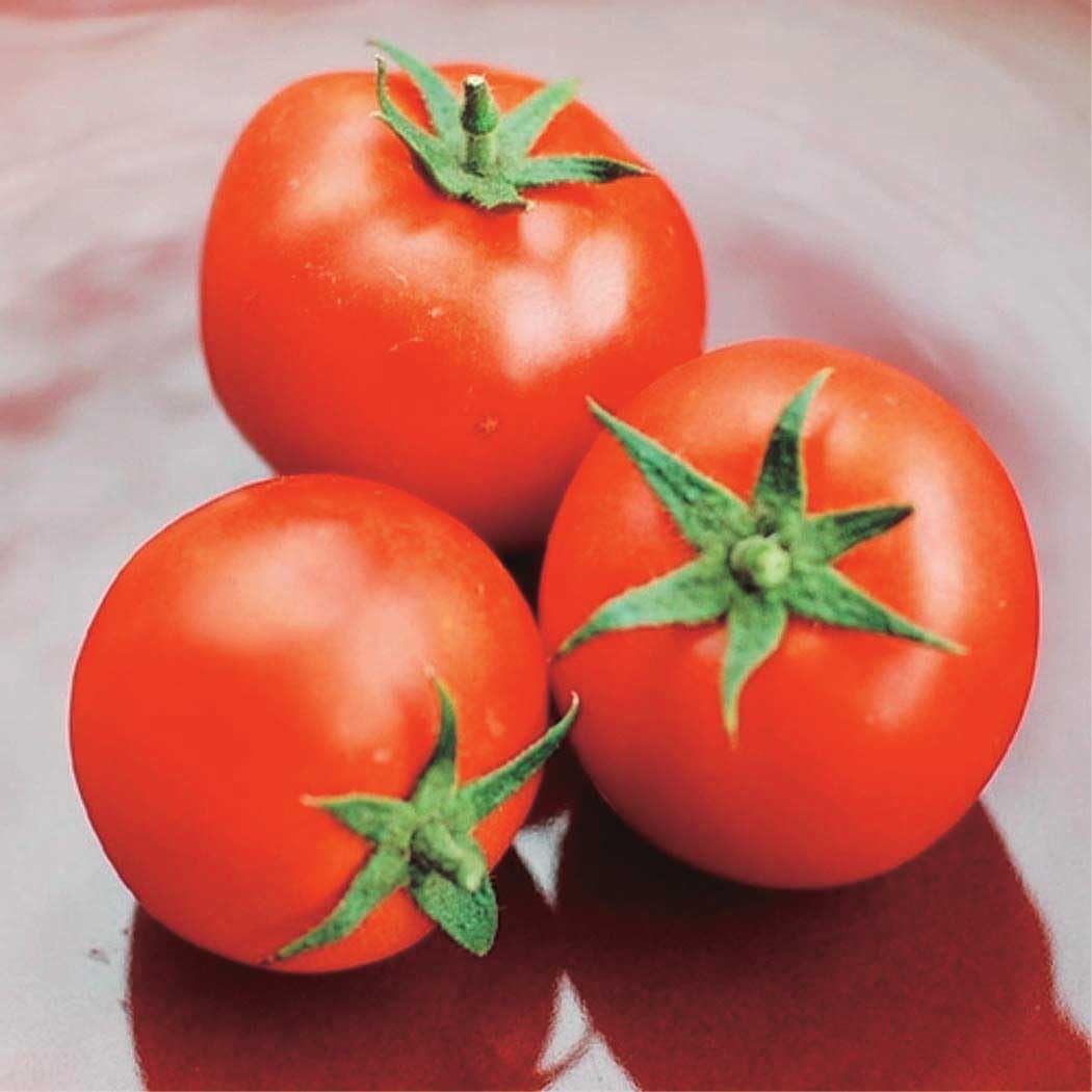 An image of the plant grown with seed for Tomato Cent Rocket Seeds - High-Yielding Bush Type, Energy-Efficient with Medium-Sized Fruit, Ideal for Efficient Home Gardening, Non-GMO