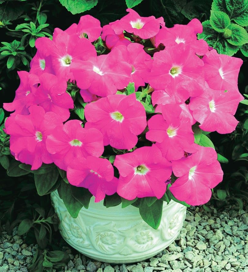 An image of the plant grown with seed for Petunia Pink Storm Seeds - Compact & Vibrant Pink Blooms, Weather-Resistant, Ideal for Garden Borders, Non-GMO